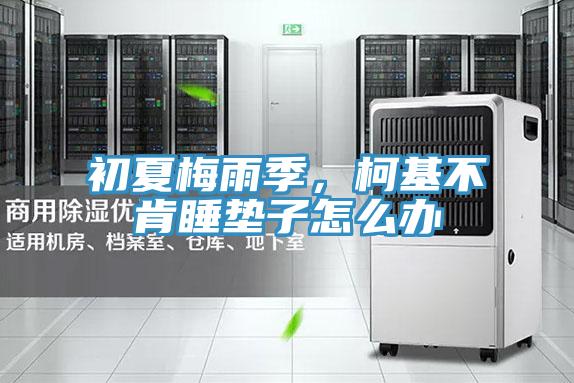 初夏梅雨季，柯基不肯睡墊子怎么辦