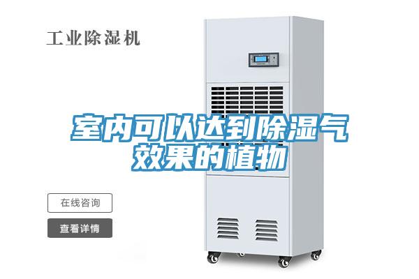 室內可以達到除濕氣效果的植物